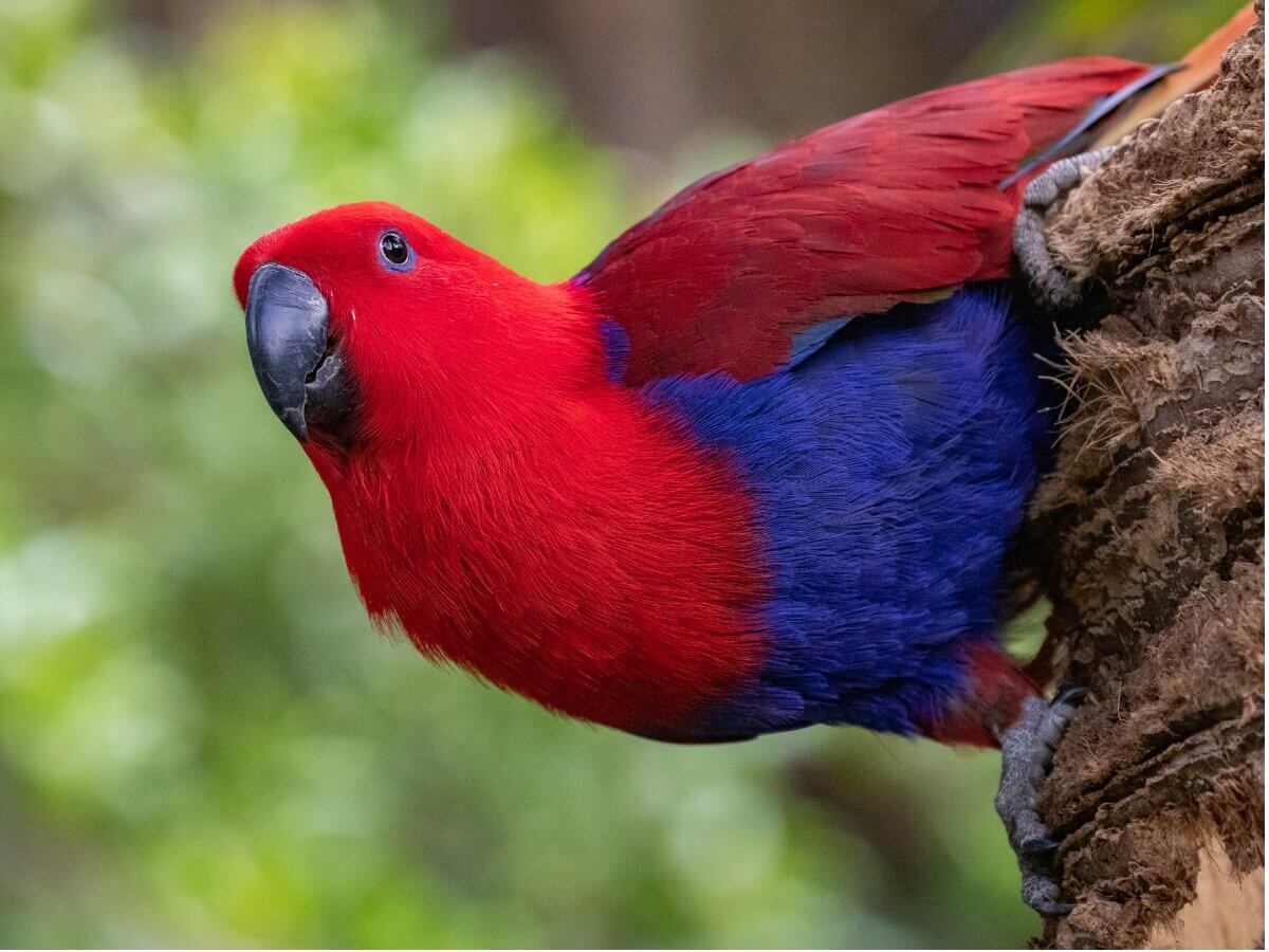 Um papagaio-eclectus vermelho e azul.