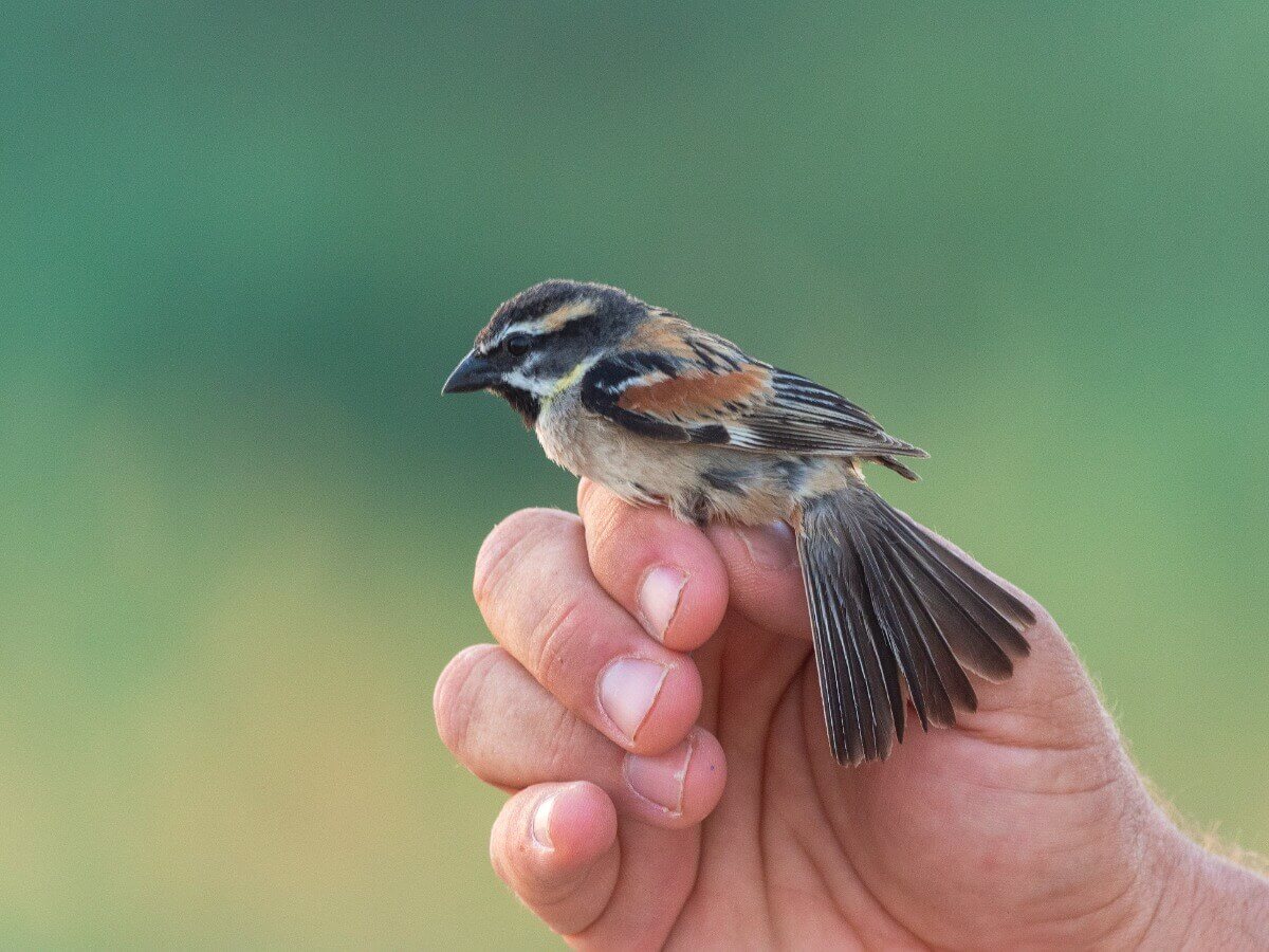 Um pardal no Mar Morto.