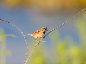 Existem animais no Mar Morto?