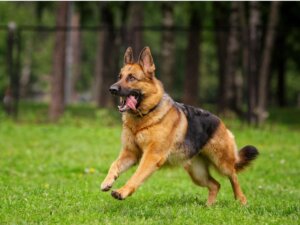 Diferenças entre pastor-alemão e pastor-belga