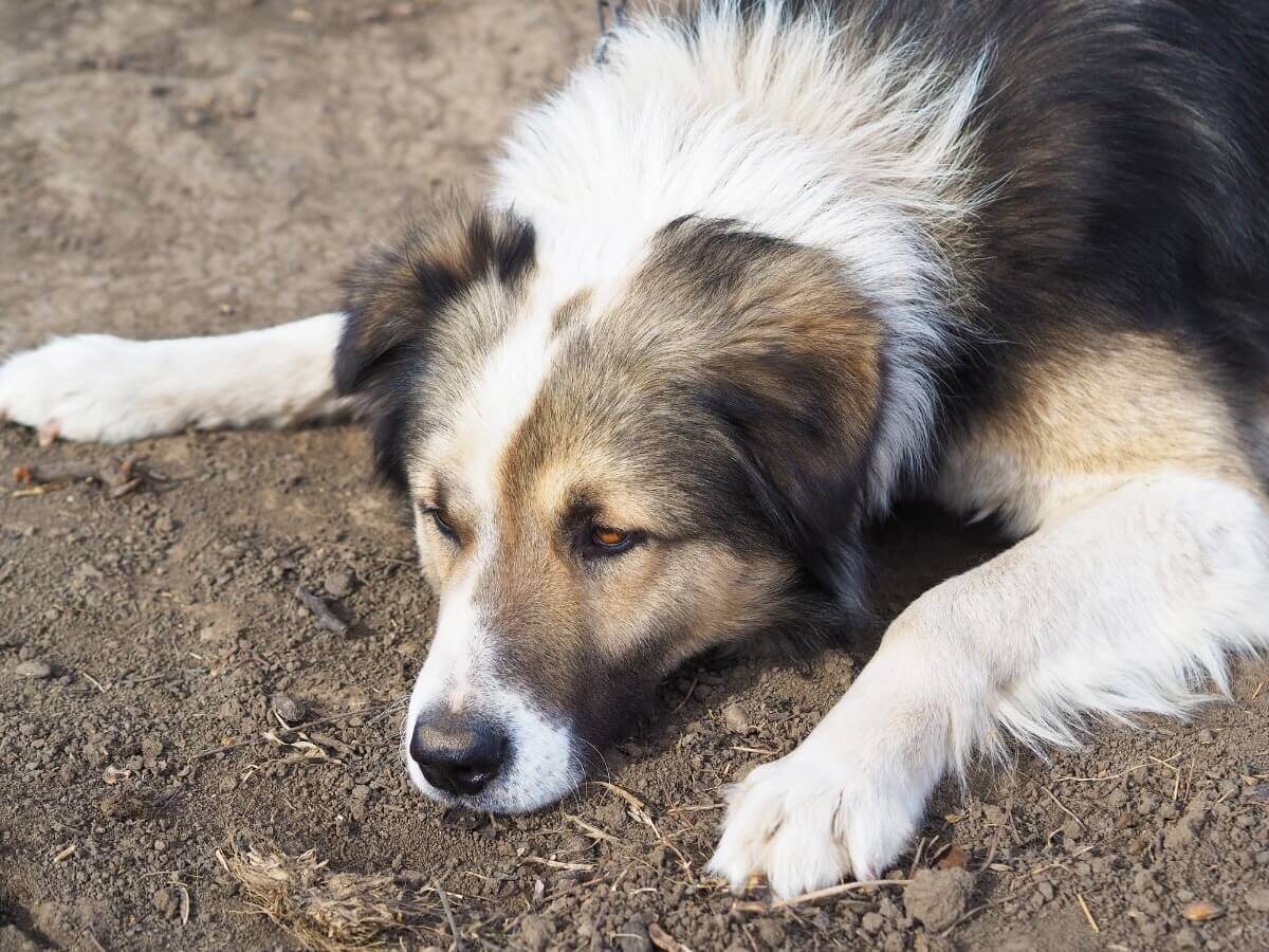 Um pastor-romeno-dos-cárpatos deitado.
