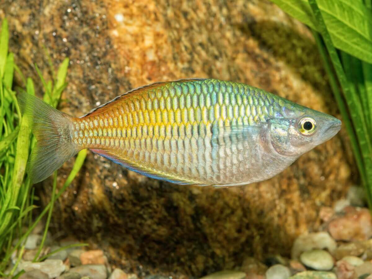 Um peixe Melanotaenia boesemani.