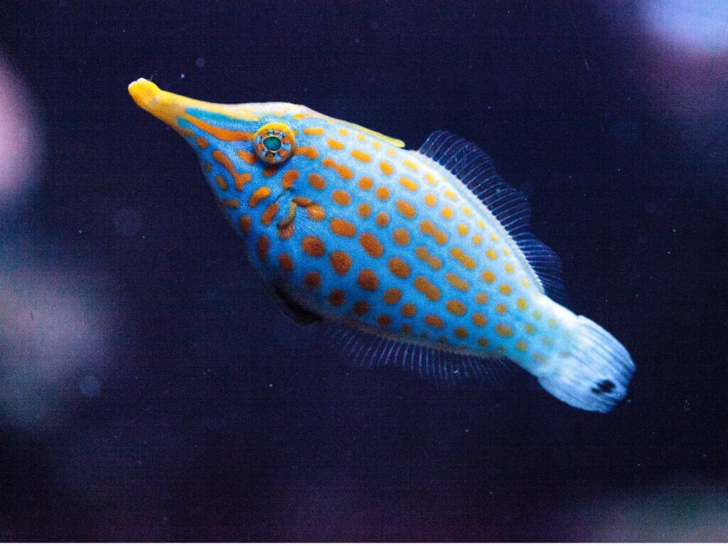 Oxymonacanthus longirostris: habitat e características