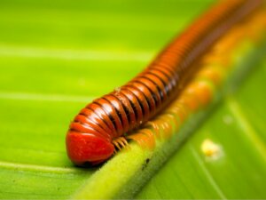 10 curiosidades sobre os piolhos-de-cobra