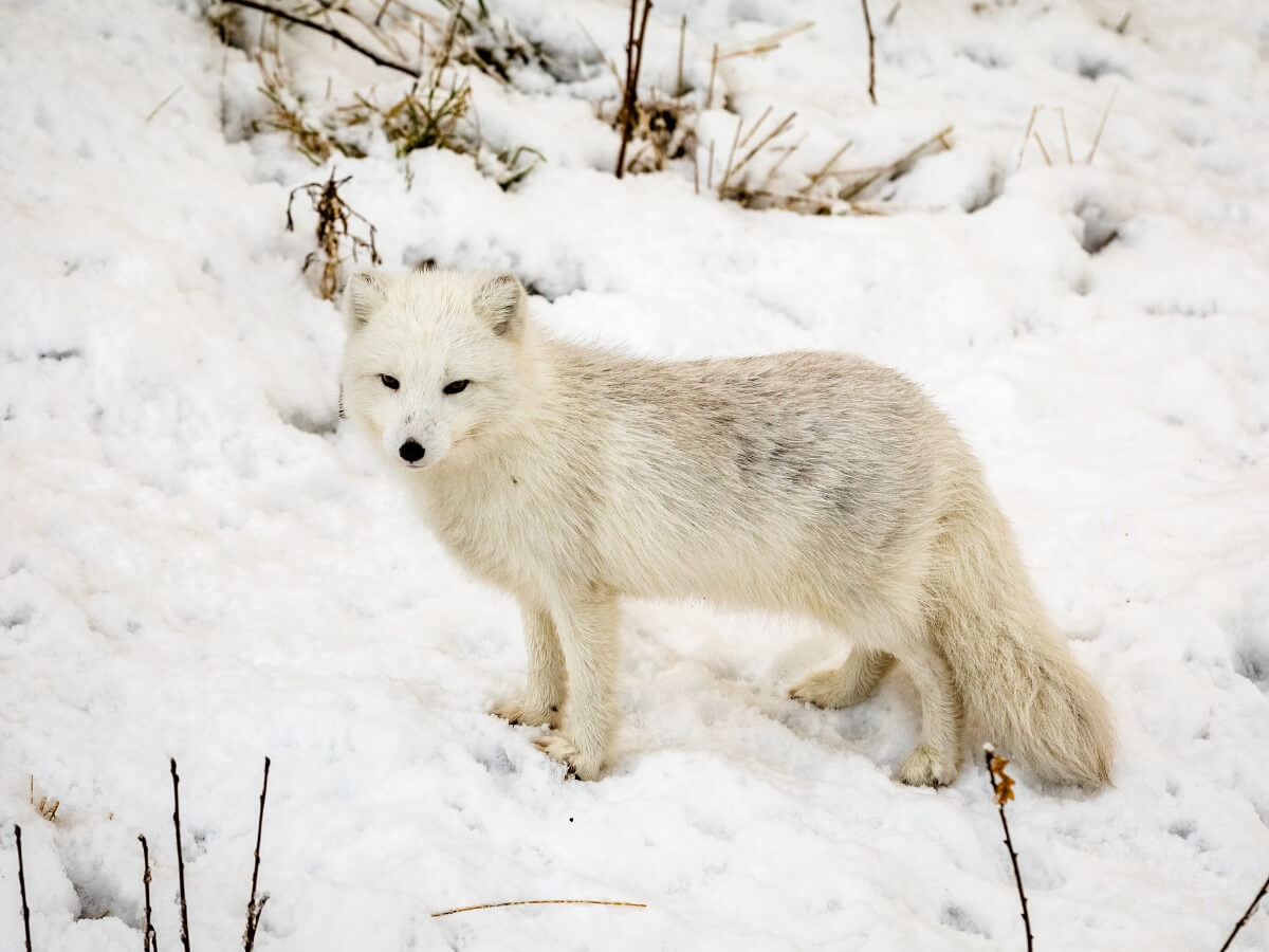 Um dos animais ameaçados de extinção no Polo Norte.