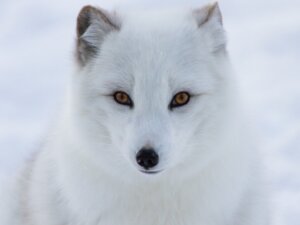 5 animais ameaçados de extinção no Polo Norte