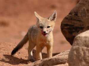 Raposa-veloz: habitat e características