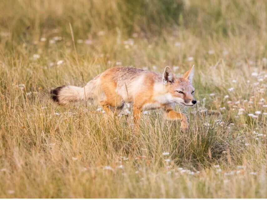 Uma raposa-veloz correndo.