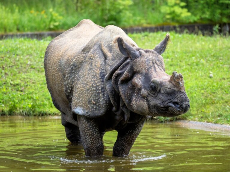 Rinoceronte-indiano: habitat e características