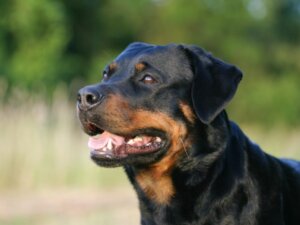 Diferenças entre um rottweiler americano e alemão
