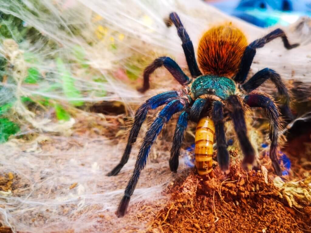 10 curiosidades sobre as tarântulas