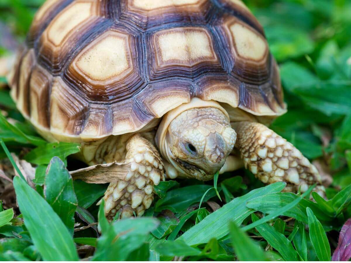 Um dos répteis em perigo de extinção.