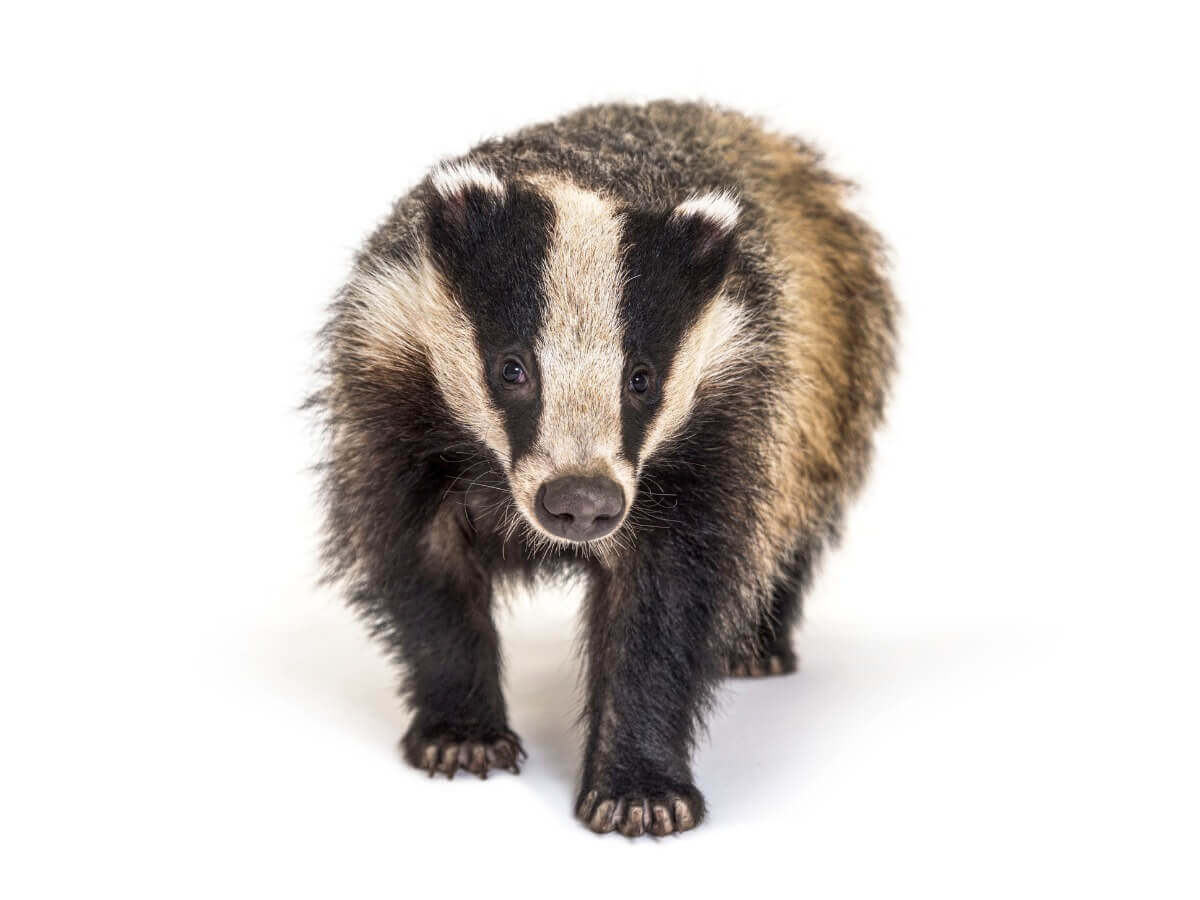 O texugo é um dos animais mais perigosos do mundo.