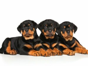Como cuidar de um filhote de rottweiler