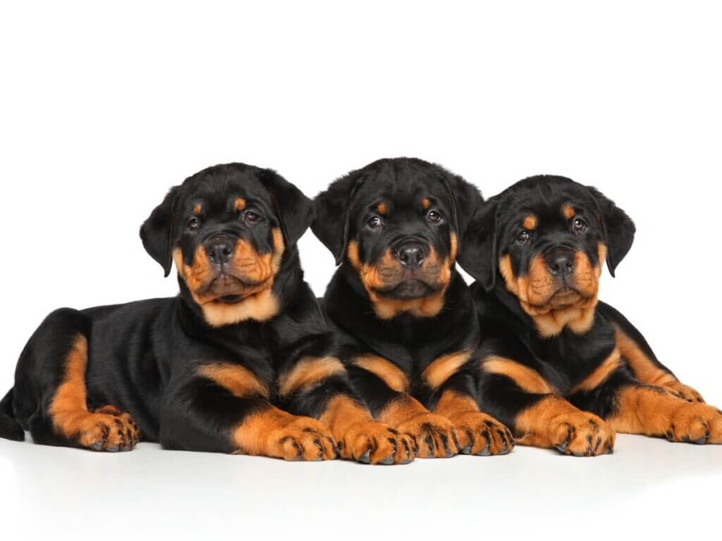 Como cuidar de um filhote de rottweiler