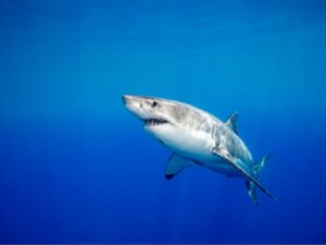 Os 10 animais mais perigosos do Mediterrâneo