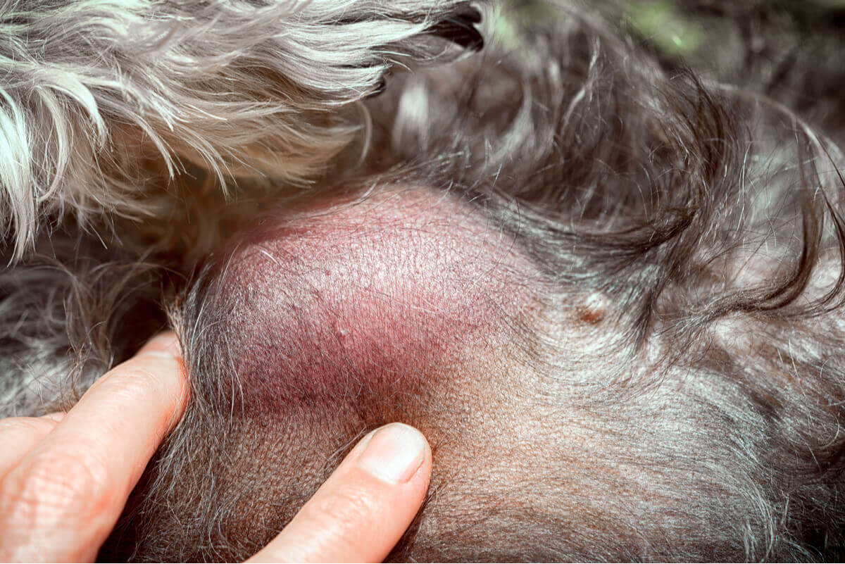 Uma protuberância na pele de um cachorro.