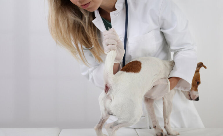 Como esvaziar as glândulas anais em cães?