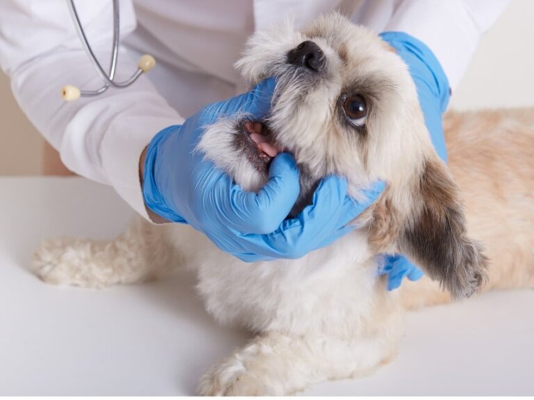 Melanoma oral em cães: causas, sintomas e tratamentos