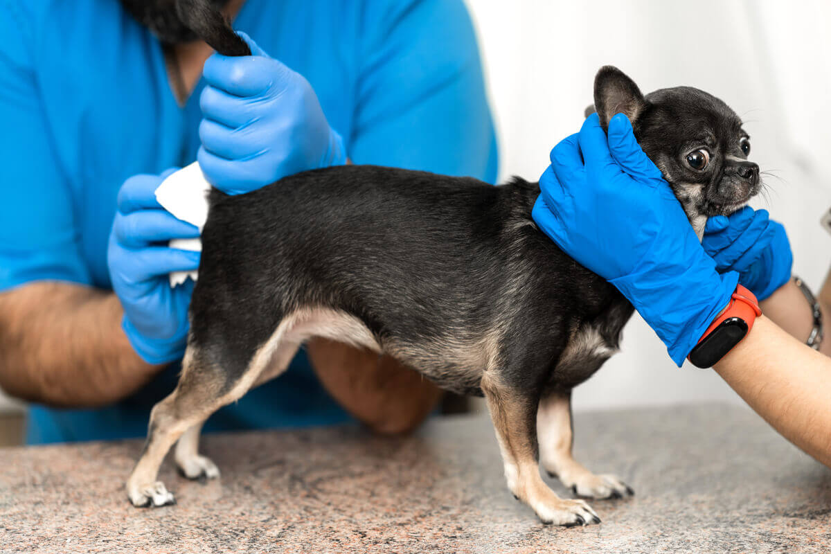 A limpeza das glândulas anais dos cães é necessária, mas desagradável.
