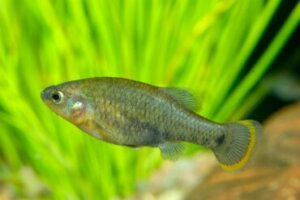 Allotoca goslinei: habitat, características e conservação