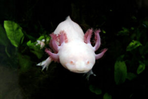 O que o axolote come?