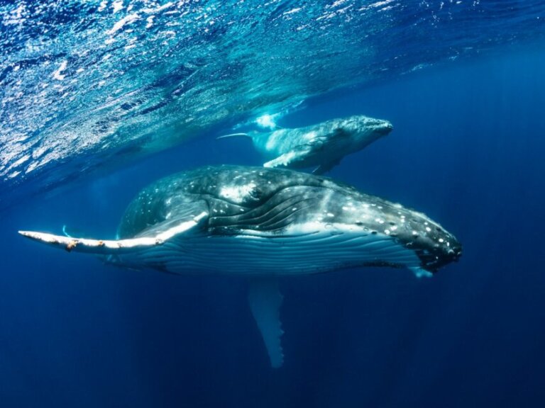 Os 10 maiores animais marinhos do mundo