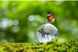 Diferença entre organismos autotróficos e heterotróficos