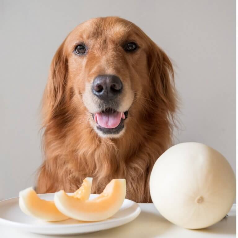 Os cães podem comer melão?