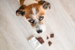 As 10 intoxicações mais comuns em cães
