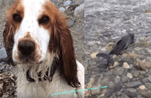 Incrível: um golfinho preso na praia é salvo por uma cadela