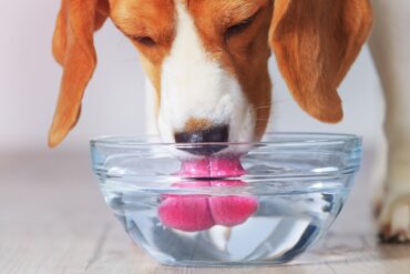 Qual quantidade de água meu cachorro precisa por dia?