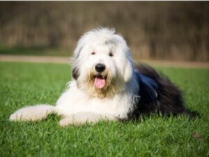 Diferenças entre o bobtail e o bearded collie