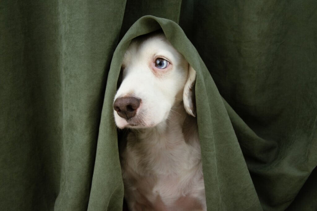 Meu cão está se escondendo de mim e está estranho: o que fazer?