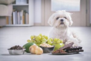Os cães podem comer nozes?