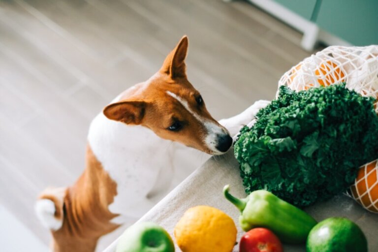 Os cães podem comer espinafre?