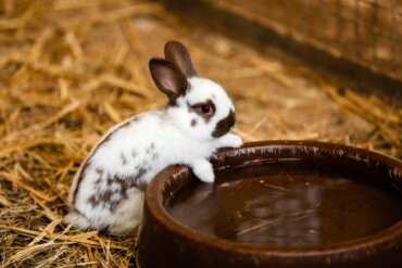 Os coelhos bebem água?