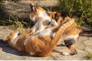 Como separar uma briga entre gatos?