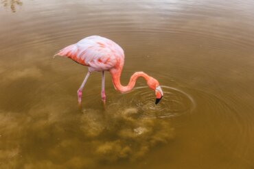 O que os flamingos comem?