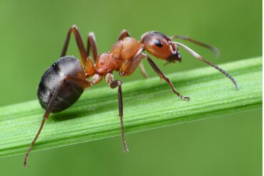 Ácaros do formigueiro: como acabar com eles?