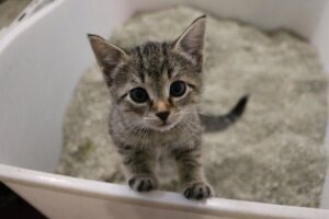 Com que frequência se deve trocar a areia do gato?