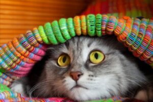 12 sintomas de que seu gato está estressado