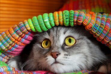 12 sintomas de que seu gato está estressado