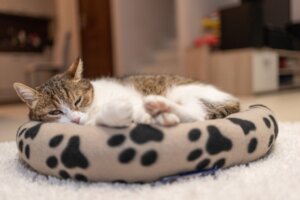 Onde seu gato deve dormir?