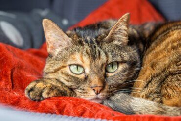 Os gatos também podem sofrer de problemas de separação