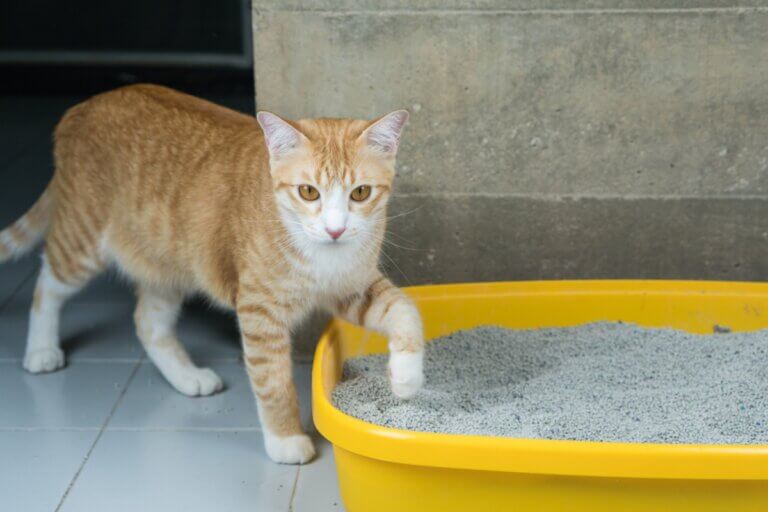 Por que meu gato come areia?
