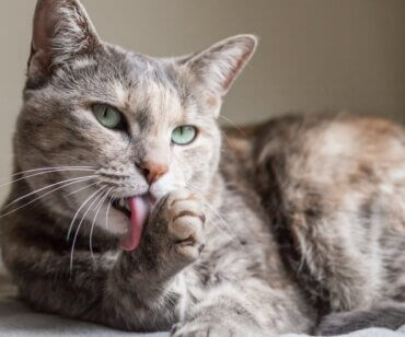 Estereotipias em gatos: causas, sintomas e tratamento