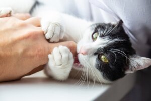 Por que seu gato morde você durante seu sono?