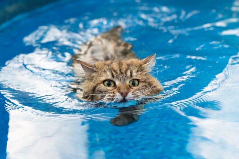 6 raças de gatos que gostam de água