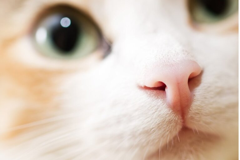 12 cheiros que os gatos odeiam